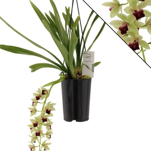 Jaina, zonder takken