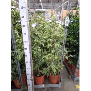 Ficus benja. 'Golden King'