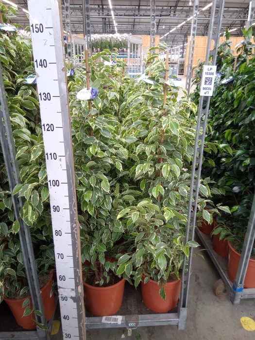 <h4>Ficus benja. 'Golden King'</h4>