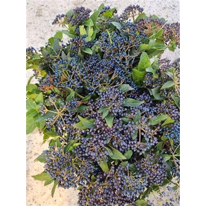 Vibernum Bes France
