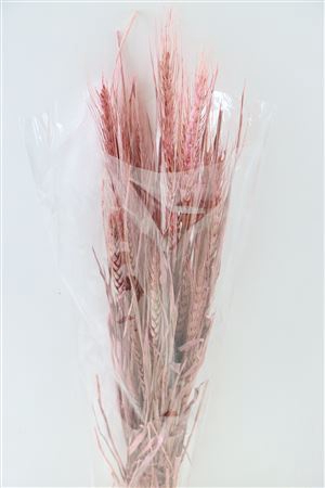 Dried Triticale Light Pink Bunch Slv