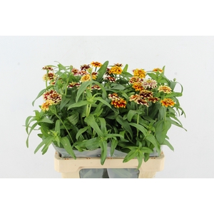 ZINNIA ELEGANS