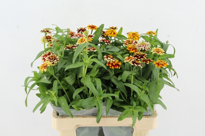 <h4>ZINNIA ELEGANS</h4>