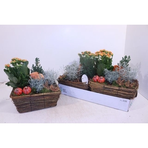 ARR GARDEN TWIGS ORANGE X2