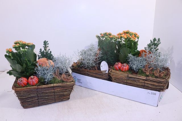 <h4>ARR GARDEN TWIGS ORANGE X2</h4>