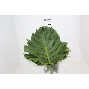FOLHAGEM MONSTERA DELICIOSA 050 CM