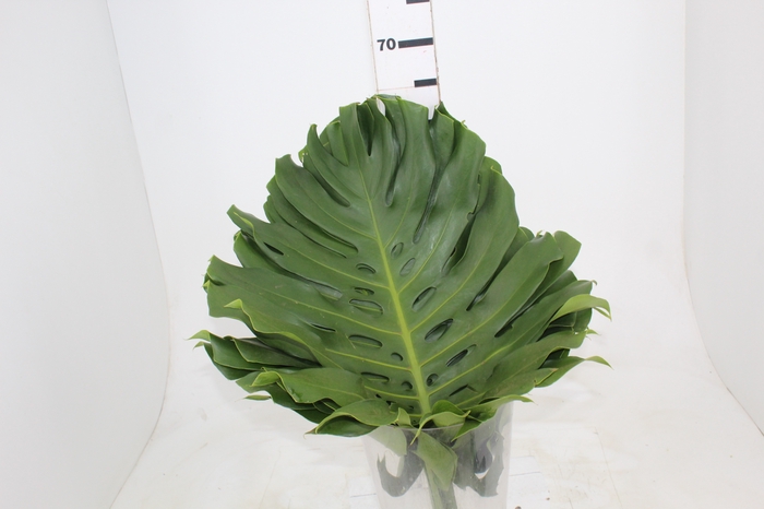 <h4>FOLHAGEM MONSTERA DELICIOSA 050 CM</h4>