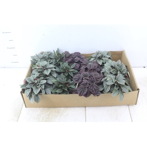 PEPEROMIA MINI C13 VARIADO