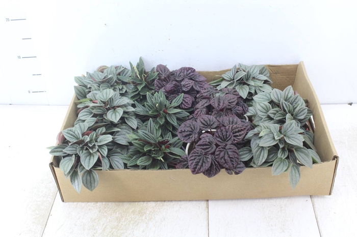 PEPEROMIA MINI C13 VARIADO