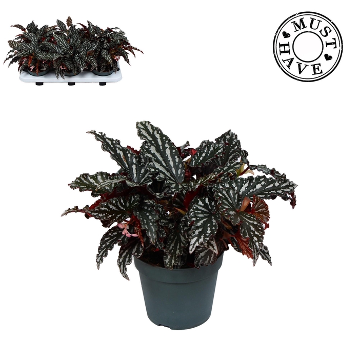 <h4>Maculata"Spotlight Dark"MUST HAVE</h4>