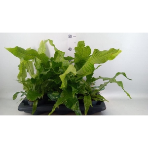 Microsorum musifolium 'Crocodyllus'