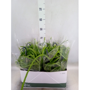 Rhipsalis   ...