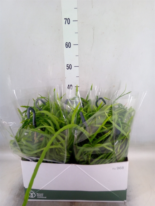 <h4>Rhipsalis   ...</h4>