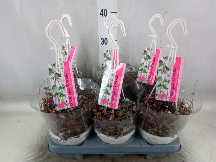 <h4>Ceropegia woodii 'Silver Glory'</h4>
