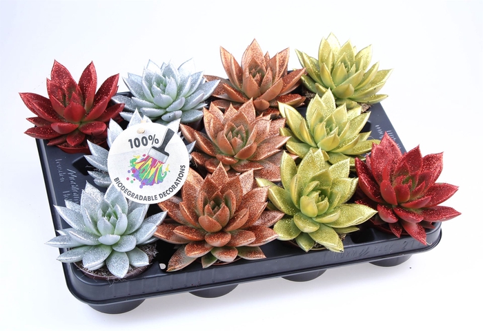 <h4>Echeveria  'Miranda'</h4>