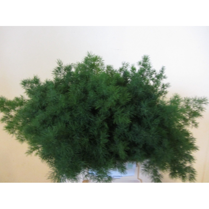 <h4>ASP UMBELLATUS</h4>