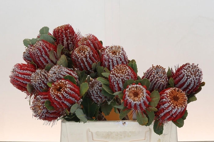 <h4>Banksia Coccinea</h4>
