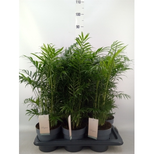 Chamaedorea elegans