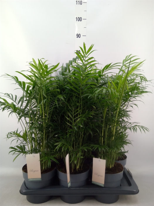 <h4>Chamaedorea elegans</h4>