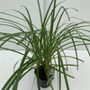 Carex 'Ribbon Falls'