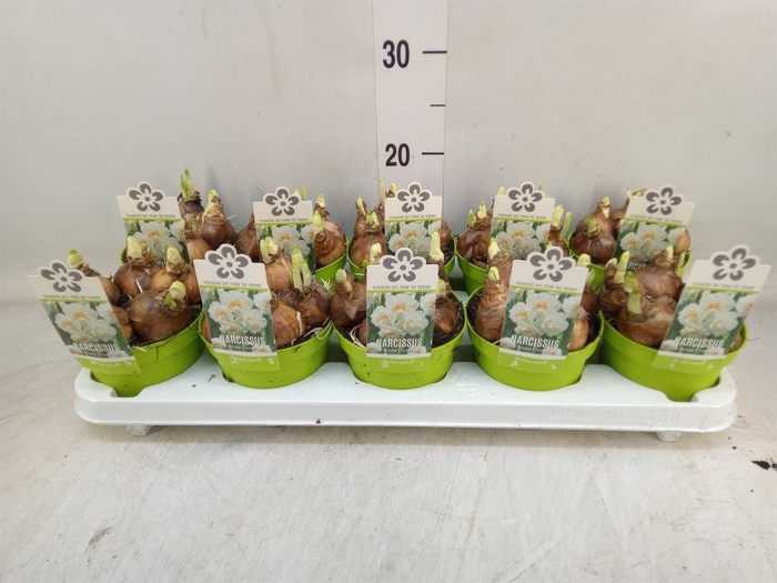 <h4>Narcissus DU 'Bridal Crown'</h4>