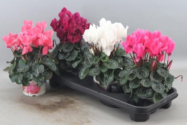 <h4>CYCL GR SUP XL</h4>