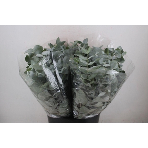Euca Cinerea Short 150gr P Bunch