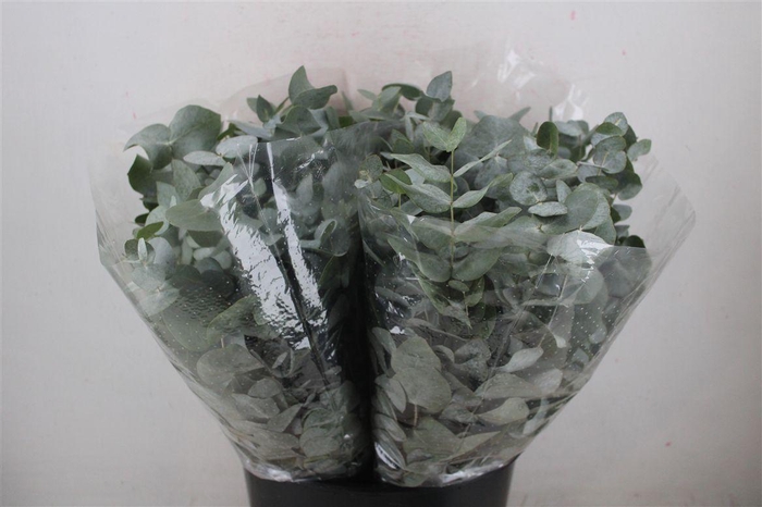 <h4>Euca Cinerea Short 150gr P Bunch</h4>