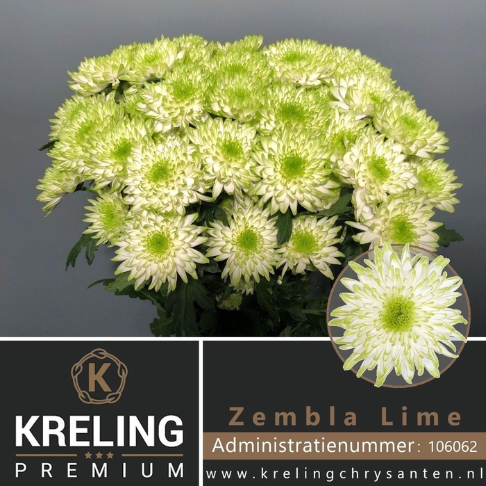 <h4>Chr T Zembla Lime</h4>