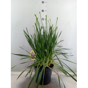 Allium  'Millenium'