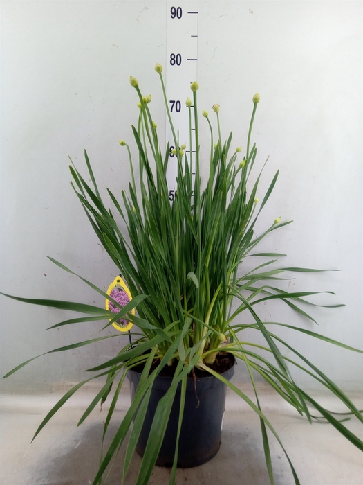 <h4>Allium  'Millenium'</h4>