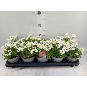 Arabis caucasica 'Ltt Treas White'