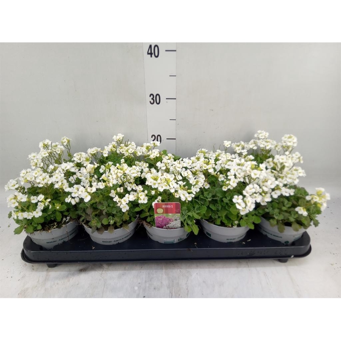 <h4>Arabis caucasica 'Ltt Treas White'</h4>