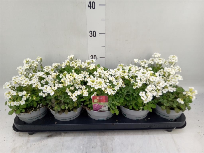 <h4>Arabis caucasica 'Ltt Treas White'</h4>