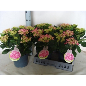 Hydrangea mac.