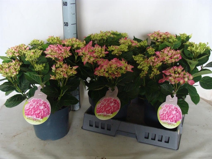 <h4>Hydrangea mac.</h4>