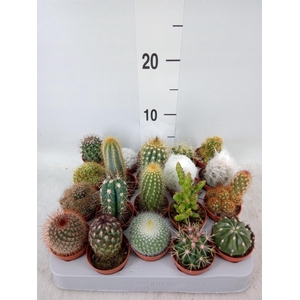 Cactus   ...mix