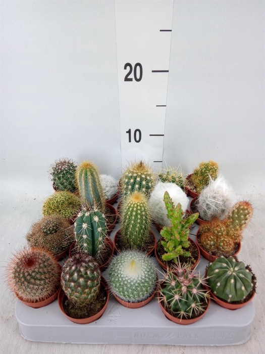 <h4>Cactus   ...mix</h4>