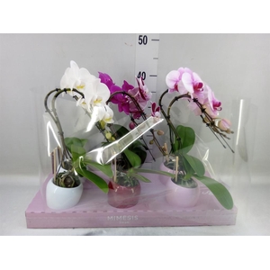 Phalaenopsis   ...