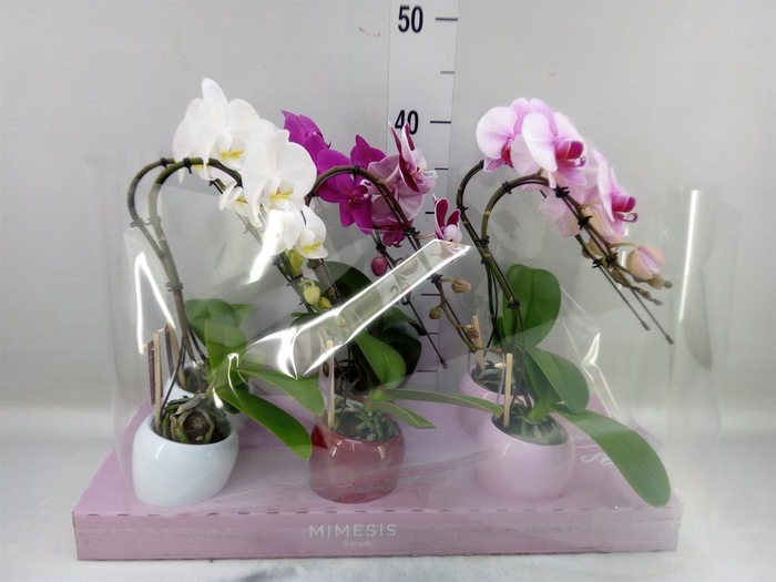 <h4>Phalaenopsis ...</h4>