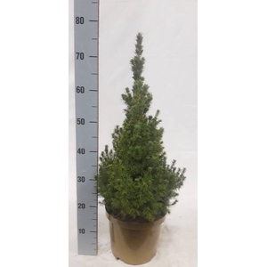 PICEA GL CONICA