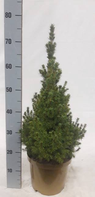 <h4>PICEA GL CONICA</h4>