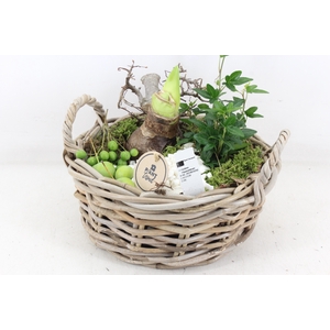 arr4 Amaryllis PL - Kubu mand rond oor