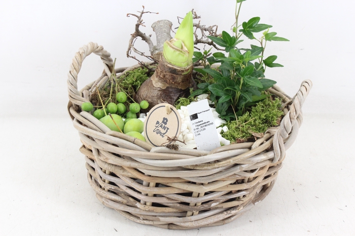 <h4>arr4 Amaryllis PL - Kubu mand rond oor</h4>