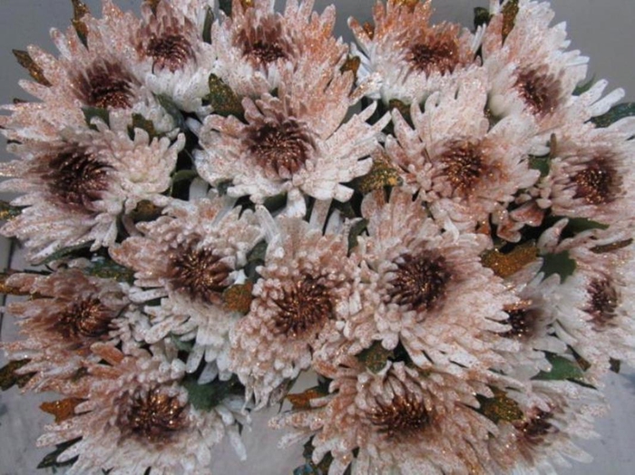 <h4>Chr G Topspin G Wit / Koper</h4>