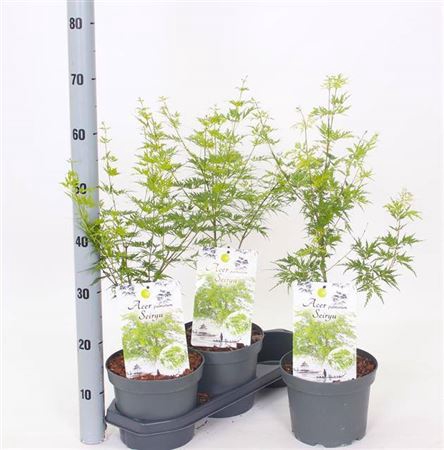 Acer Pa Seiryu