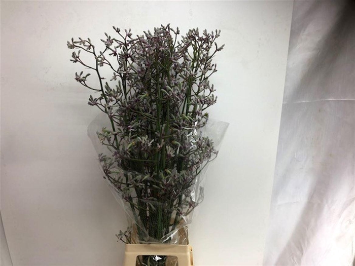 <h4>ANIGOZ LILAC QUEEN</h4>