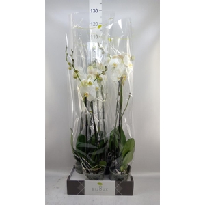 Phalaenopsis   ...white