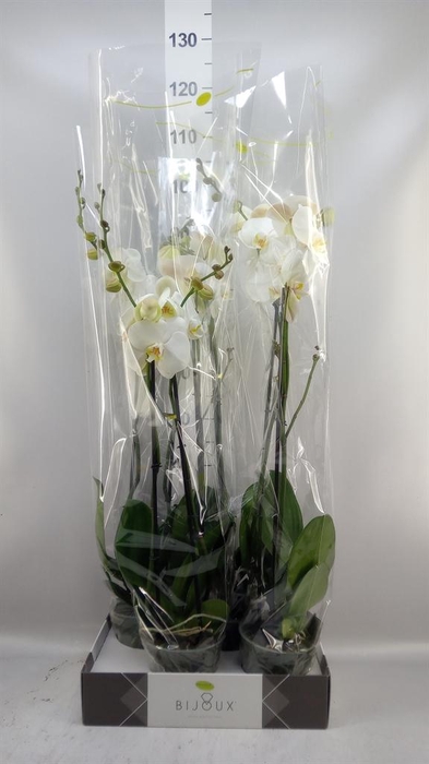 <h4>Phalaenopsis   ...white</h4>