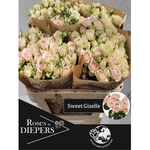R TR SWEET GISELLE!